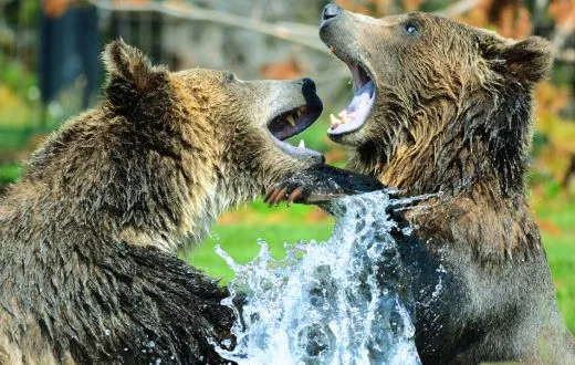 Two- bear and try to avoid bear while camping 