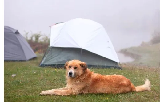 Dogs camping